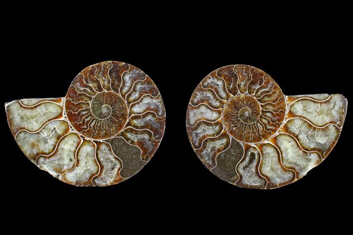 Agate Replaced Ammonite Fossil - Madagascar #166748